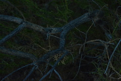 Peucephyllum schottii