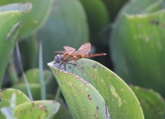 Urothemis signata