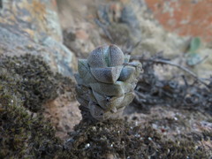 Crassula deceptor