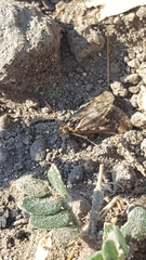 Tegostoma comparalis