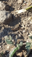 Tegostoma comparalis