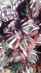 Kalanchoe longiflora