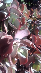 Kalanchoe longiflora
