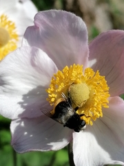 Eristalis oestracea