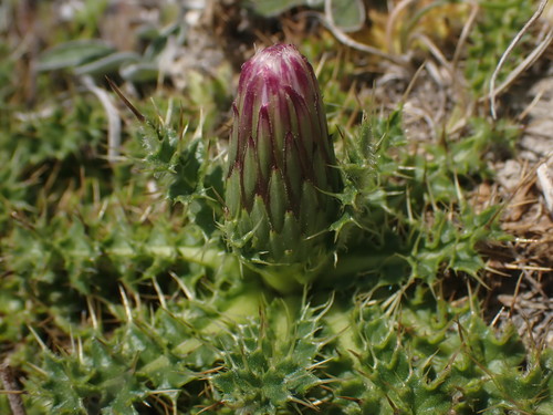 Cirsium acaulon, photograph 1