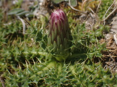 Cirsium acaulon, photograph Robert H. Wardell, CC0, iNaturalist via GBIF