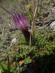 Cirsium acaulon, photograph Robert H. Wardell, CC0, iNaturalist via GBIF