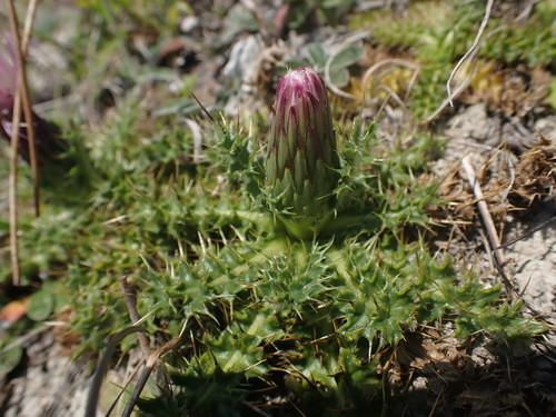 Cirsium acaulon, photograph 3