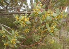 Acacia brachybotrya