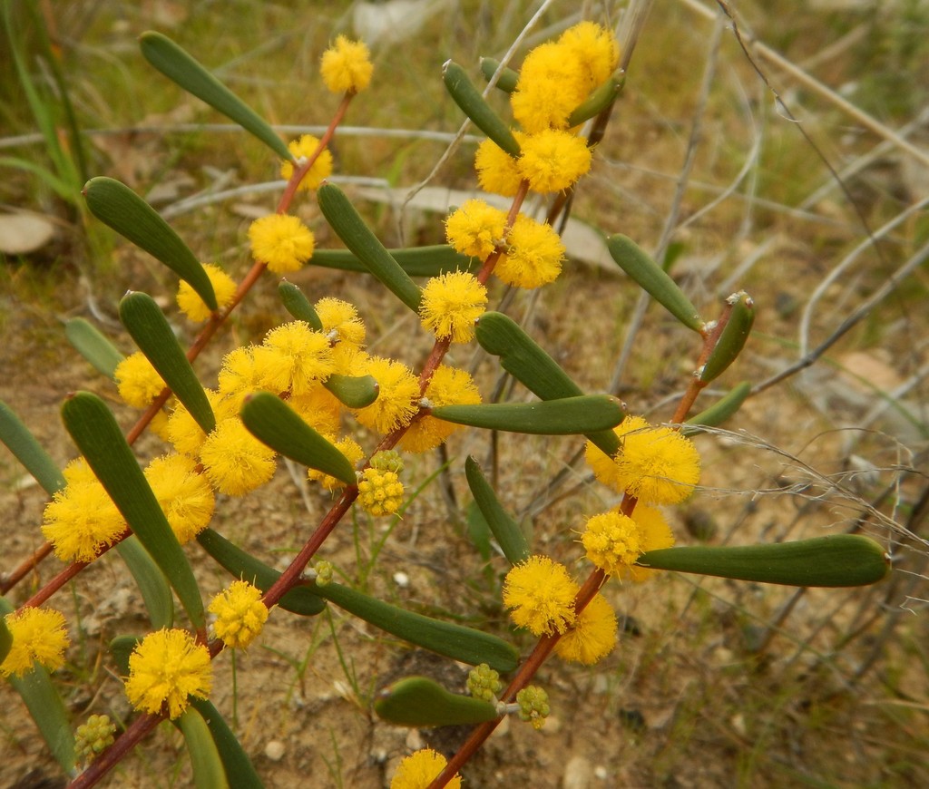 mealy wattle