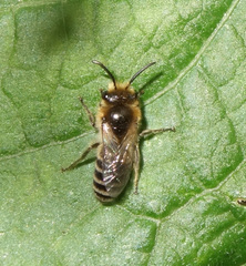 Colletinae