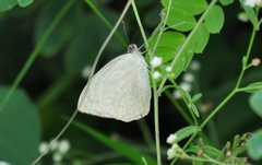 Catopsilia pyranthe
