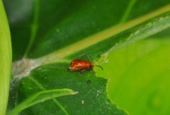 Chrysomelidae