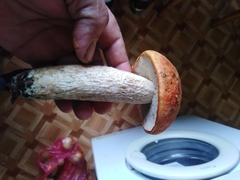 Leccinum albostipitatum