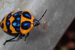 Poecilocoris druraei