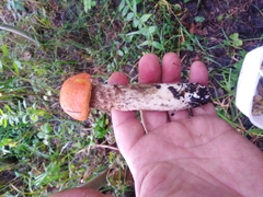Leccinum albostipitatum