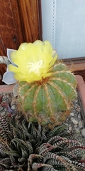 Parodia