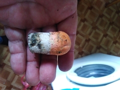 Leccinum albostipitatum