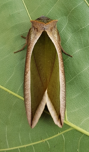 Green Fruit-piercing Moth