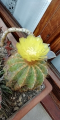 Parodia