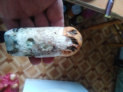 Leccinum albostipitatum