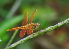 Brachythemis contaminata