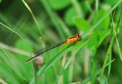 Ischnura senegalensis