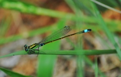 Ischnura senegalensis