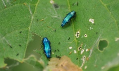 Agrilus acutus