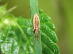 Stenodema holsata