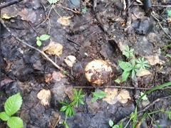 Leccinum albostipitatum