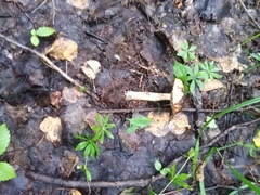 Leccinum albostipitatum