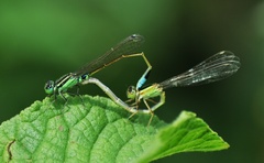 Ischnura senegalensis