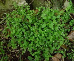Moehringia trinervia