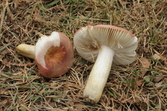 Russula graveolens