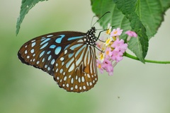 Tirumala septentrionis