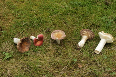 Russula graveolens