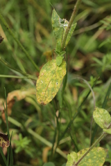 Uromyces verruculosus