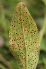 Uromyces verruculosus