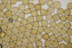 Uromyces verruculosus