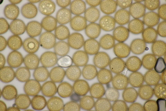 Uromyces verruculosus