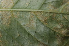 Pucciniastrum circaeae
