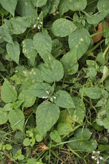 Pucciniastrum circaeae