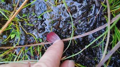 Cryptostylis