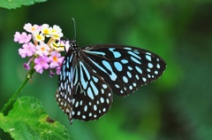 Tirumala septentrionis
