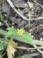 Sisymbrium officinale