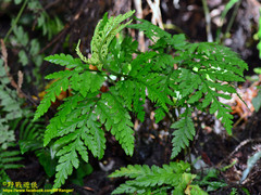 Sceptridium formosanum