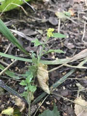 Sisymbrium officinale