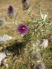 Cirsium eriophorum
