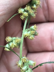 Artemisia vulgaris